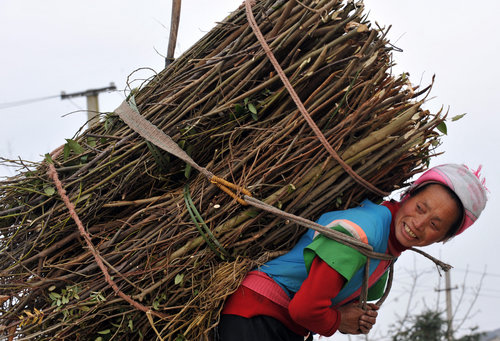 Chop wood for winter