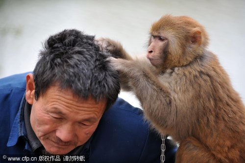 Monkey helps owner to look young