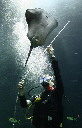 Dive into the aquarium