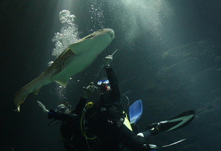 Dive into the aquarium