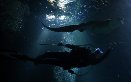 Dive into the aquarium