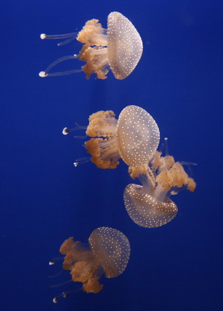 Dive into the aquarium