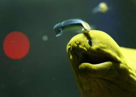 Dive into the aquarium