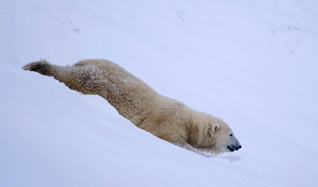 Mercedes the polar bear enjoys the snow