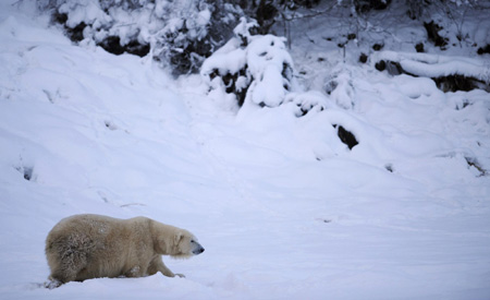 Mercedes the polar bear enjoys the snow