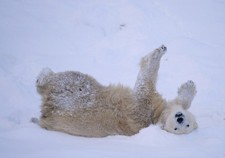 Mercedes the polar bear enjoys the snow