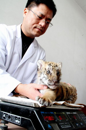 South China tiger cub comes out of incubator