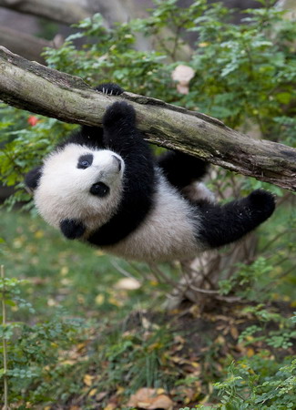 Giant panda cub Yun Zi makes media debut at San Diego Zoo