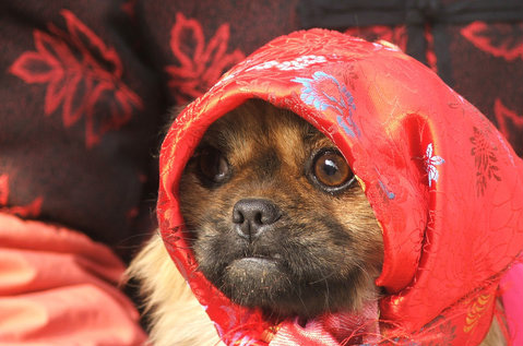Dogs dressed up