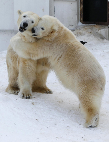 Light moments at Sapporo Maruyama Zoo