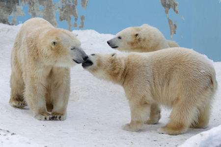 Light moments at Sapporo Maruyama Zoo