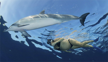 Dolphins 'see' unborn babies