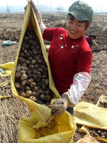 Chinese farmers reap bumper winter harvest