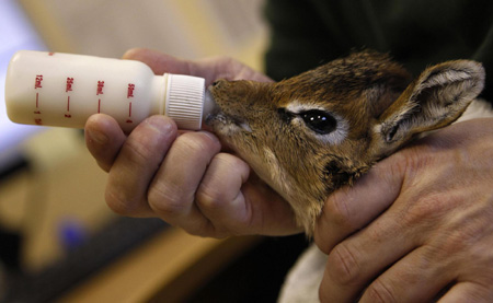 Dik Dik gets love and care in Chester Zoo