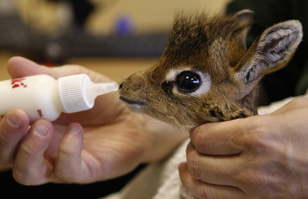 Rejected baby antelope fed milk by zoo staff