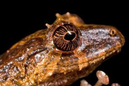 New species found in Ecuador