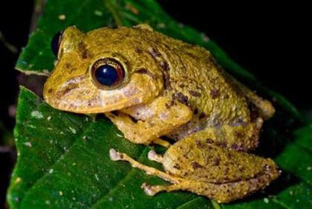 New species found in Ecuador