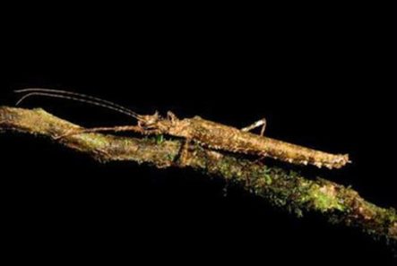 New species found in Ecuador