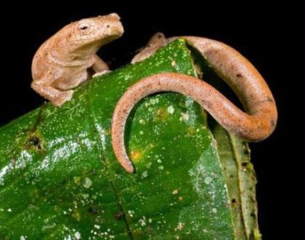 New species found in Ecuador