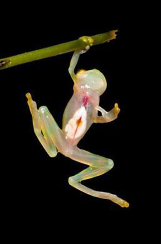New species found in Ecuador