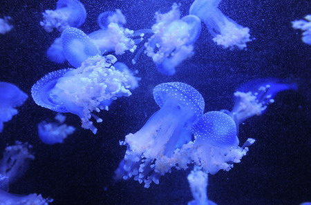 Jellyfish aquarium opens in Nanjing