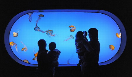 Jellyfish aquarium opens in Nanjing