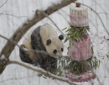 US panda lovers brave snow to bid farewell to Tai Shan