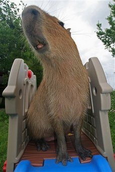 100-pound rodent kept as pet