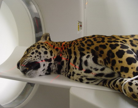 Leopard receives CT scan at Taipei Zoo