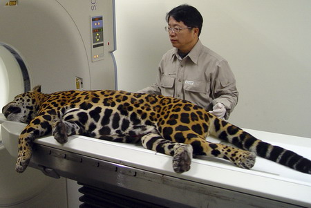 Leopard receives CT scan at Taipei Zoo