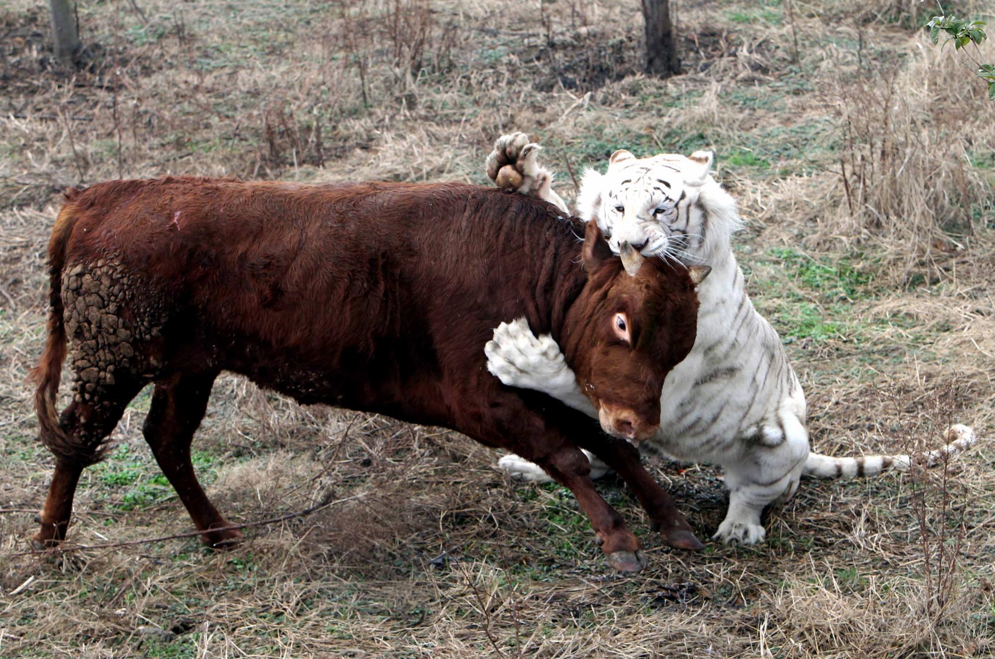 Fearless calf tames tiger