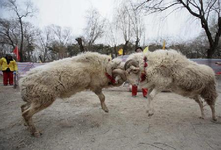 ram fight