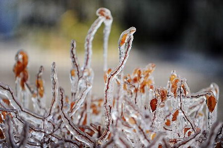 Frozen rain: beauty of disaster