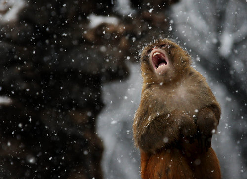 Monkey in Snowfall