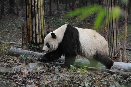US-born panda Taishan meets public in Sichuan