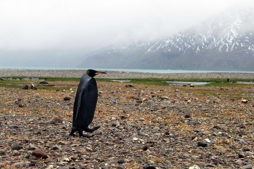 All-black penguin discovered