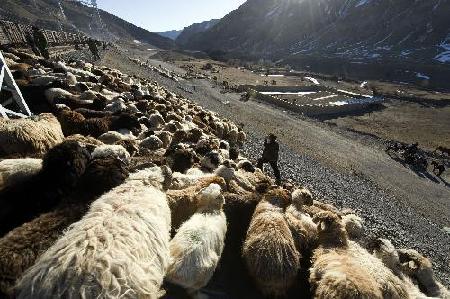Herdsmen transfer livestocks to spring pastures by train