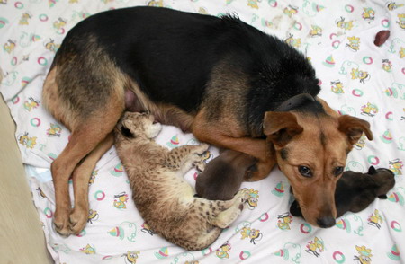 A lion cub finds a dog mother