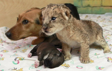 A lion cub finds a dog mother