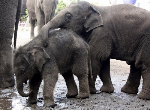 Baby elephant rises from the mud