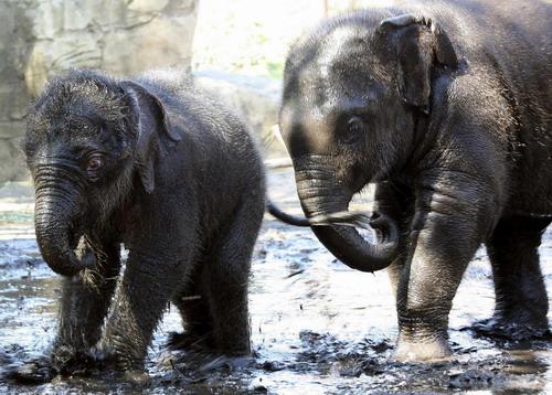 Baby elephant rises from the mud