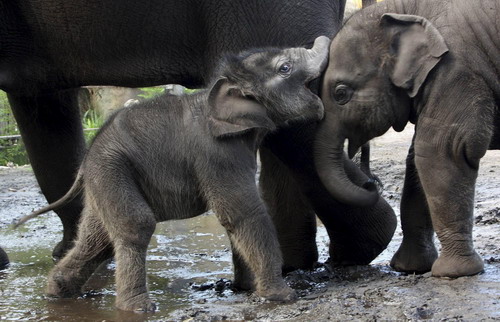 Baby elephant rises from the mud