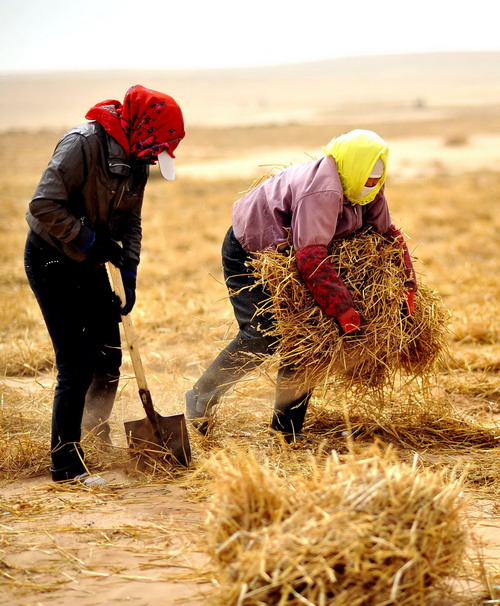 'Green wall' helps curb desertification