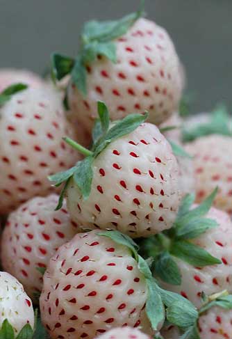Strawberry? Pineapple? Pineberry!!