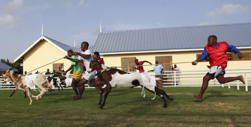 Amazing goat race in Tobago