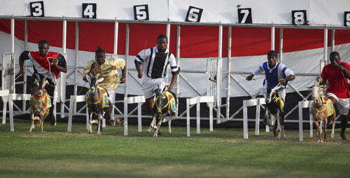 Amazing goat race in Tobago