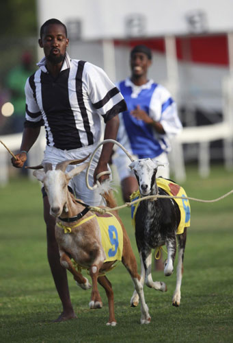 Amazing goat race in Tobago