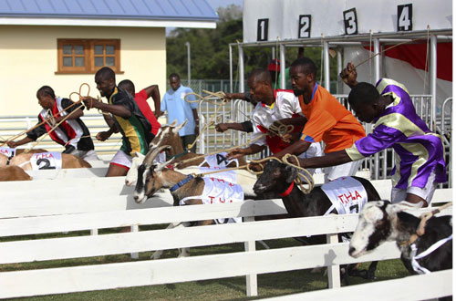 Amazing goat race in Tobago