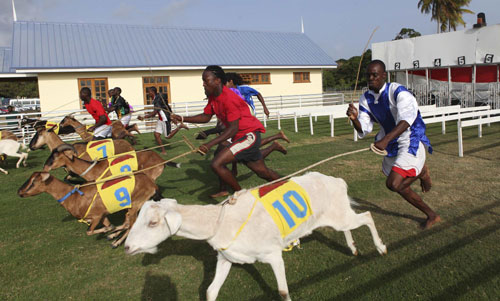 Amazing goat race in Tobago