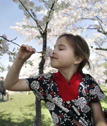 Take a whiff of cherry blossoms!